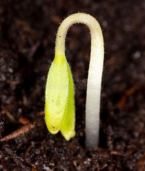 Tomato Sprout Emerges In The Ground Stock Image Image Of Seed