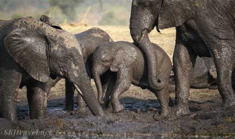 Mud Glorious Mud Elephants In Chobe Plus Other Critters Too