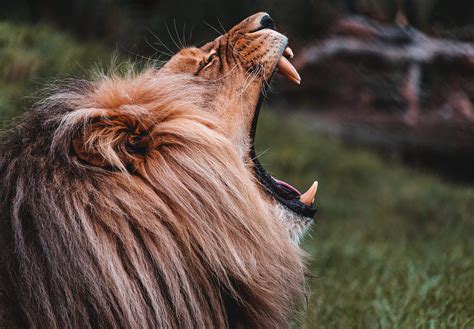 Roaring Lion Free Stock Photo | picjumbo