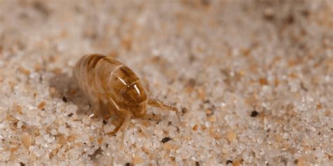 How To Get Rid Of Sand Fleas Insectek Pest Solutions