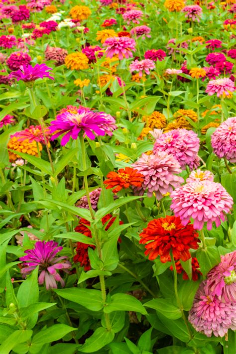 How To Grow Zinnias A Great Low Maintenance Big Blooming Annual
