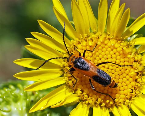Choose from 500 different sets of flashcards about mutualism on quizlet. Mutualism | Flickr - Photo Sharing!