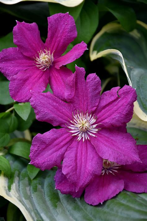 Check spelling or type a new query. Ernest Markham Clematis (Clematis 'Ernest Markham') in St ...