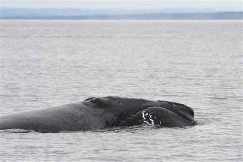 North Atlantic Right Whale Protection Measures Maintained Baleines En