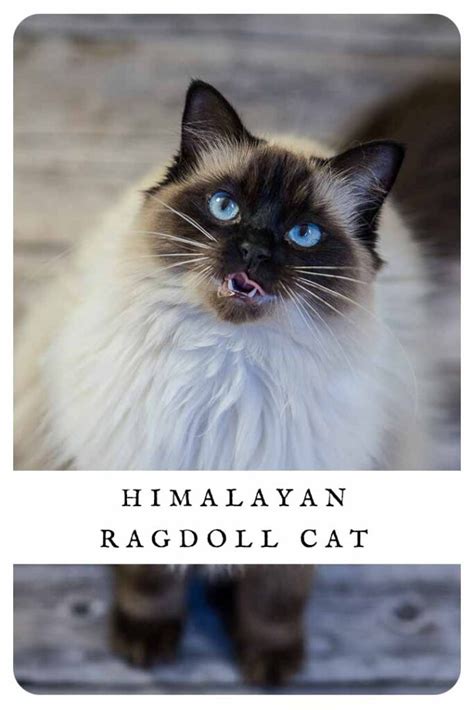 Himalayan Ragdoll Cat Traits And Care Tips