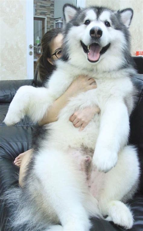 25 Photos Of Alaskan Malamutes Being The Biggest Floofs