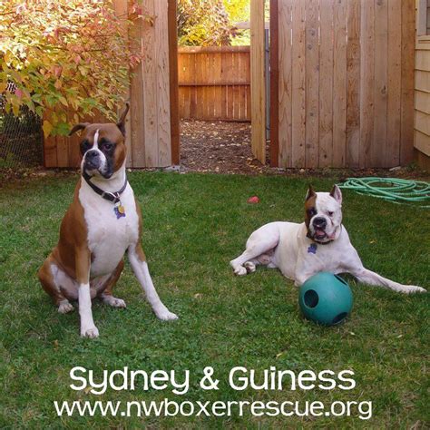Sydney And Guiness Have Been Adopted Congrats To The Two Handsome