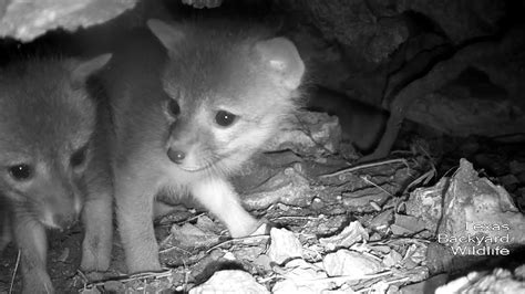 Gray Fox Pups Move Into The Underground Tree Stump Den Youtube