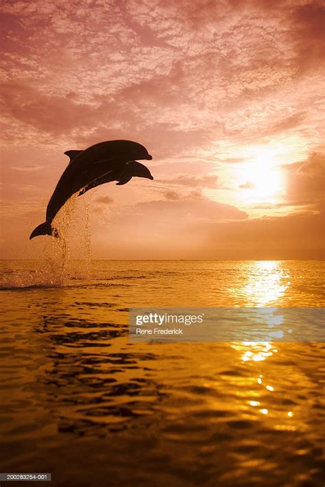 Two Bottlenose Dolphins Jumping Out Of Water High Res Stock Photo