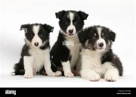 Tres En Blanco Y Negro Border Collie Cachorros Fotografía De Stock Alamy