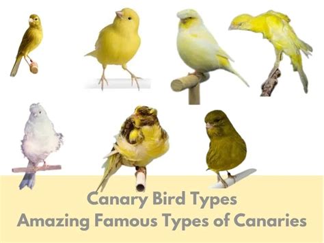 Canary Bird Types 21 Amazing Famous Types Of Canaries Canary Birds Info