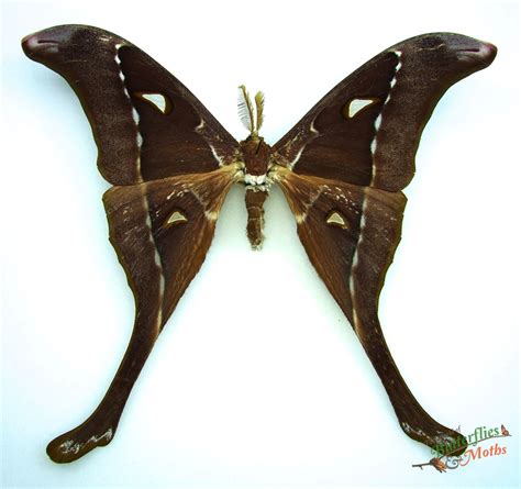 Hercules Moth Coscinocera Hercules AUSTRALIA World Of Butterflies And Moths