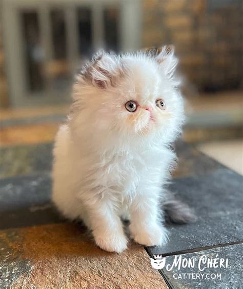 Persian Kittens Exotic Longhair Kittens For Sale 2023
