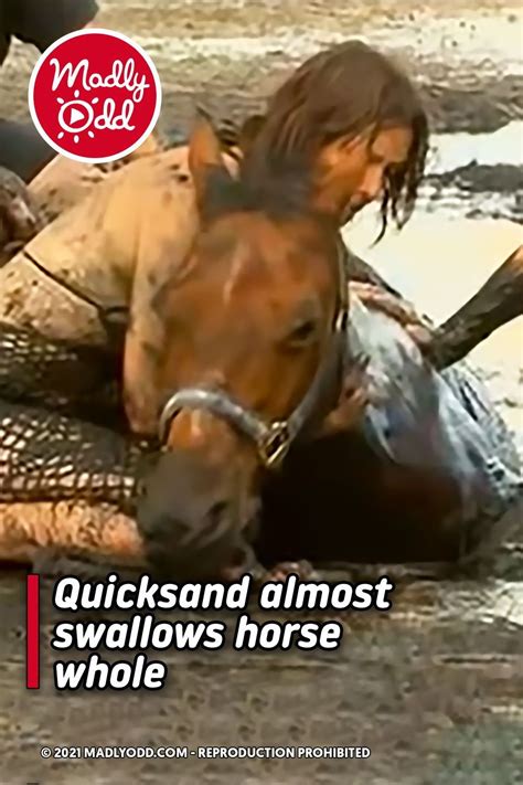Quicksand Almost Swallows Horse Whole Horse Life Horses Horse Quotes