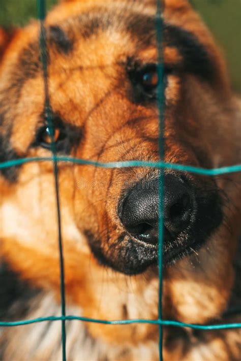 Close Up Of A Dog S Nose Dog Behind The Net Beautiful German Shepherd