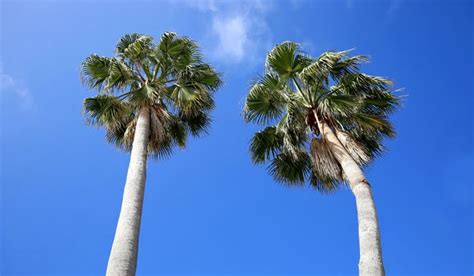 Are Palm Trees Native To Florida Tallahassees Trusted Tree Service
