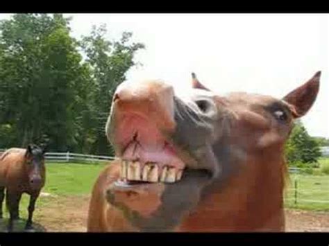 horses singing happy birthday - YouTube