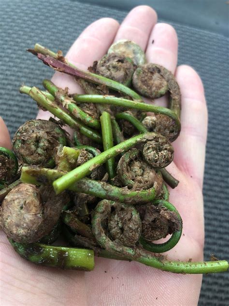 Are these the edible kind of fiddleheads : EdiblePlants