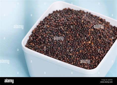 Brassica Nigra Black Mustard Seeds Or Ajenabe Stock Photo Alamy