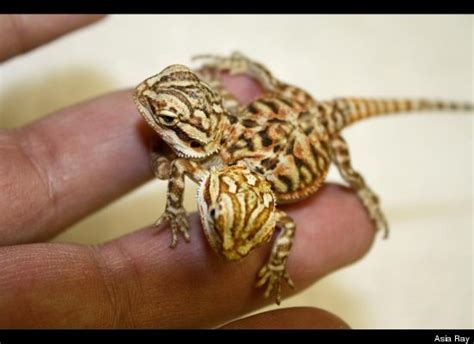 Another young life is unfortunately gone timely. Two-headed baby Bearded Dragon : pics
