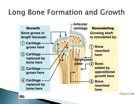 225 Bone Formation And Development