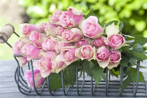 Beautiful Roses In A Basket Stock Photo Image Of Love Roses 16139416