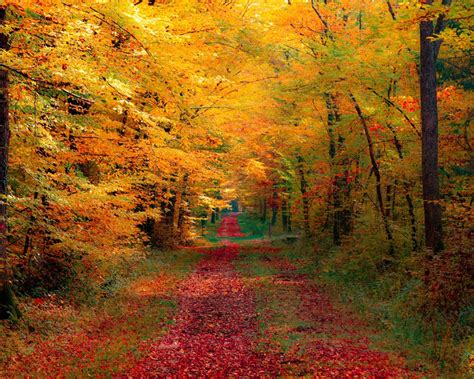Download Autumn Forest Wallpaper Stock Photos By Tsanders Autumn Forest Wallpapers Autumn