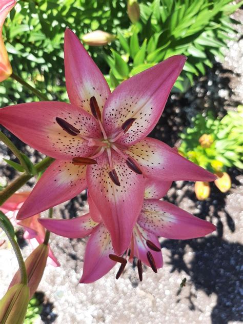 Photo Of The Bloom Of Lily Lilium Trogon Posted By Pixie62560