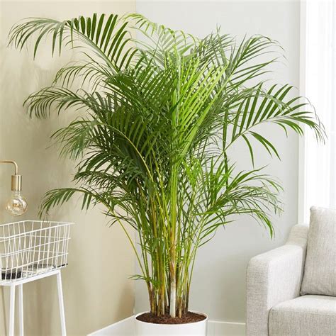 Buy Areca Palm Or Bamboo Palm Dypsis Lutescens £17999 Delivery By