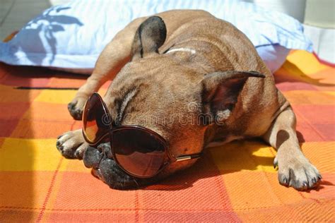 Funny Sharpei Dog With Sunglasses Stock Image Image Of Pretty