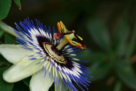 Blue Passion Flower Passiflora Passiflora Caerulea Itwi Flickr
