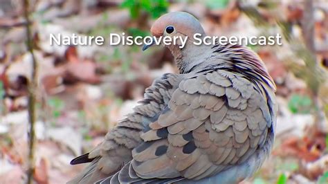 Episode 10 Nature Discovery Screencast Youtube