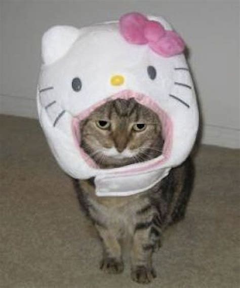 Cats Dressed As Hello Kitty Kitty Baby Cats Pretty Cats