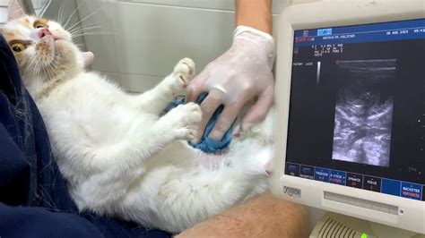 How Much Does Cat Ultrasound Cost A Comprehensive Guide