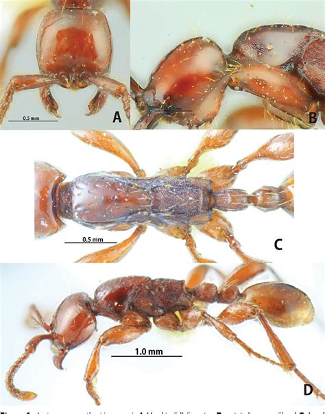Figure 1 From Review Of The Southeast Asian Species Of The Aenictus