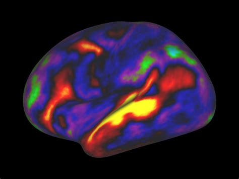 A New Map Of The Brain Redraws The Boundaries Of Neuroscience Wired