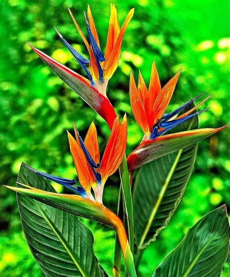 Birds Of Paradise Gorgeous Plants Birds Of Paradise Flower
