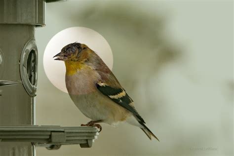 How To Deal With House Finch Eye Disease Nature Notes Blog