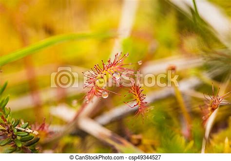 A Beautiful Round Leaved Sundew In A Marsh After The Rain Shallow