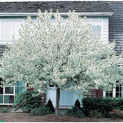 White flowering trees in spring in missouri. 12.7-Gallon White Spring Snow Crabapple Flowering Tree In ...