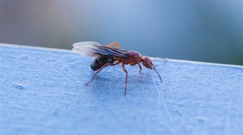 Flying Ants How To Get Rid Of Winged Ants At Your Home