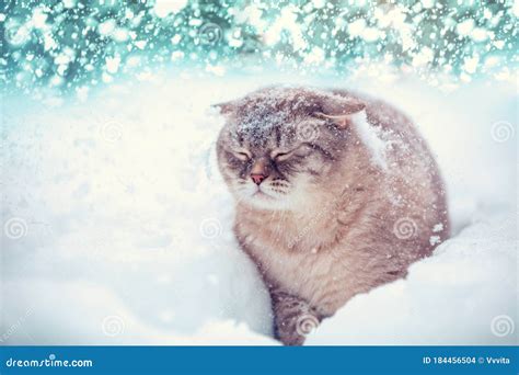 Cute Siamese Cat Walks In Deep Snow Stock Photo Image Of Weather