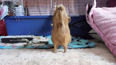 Guinea Pig Launches New Dance Craze Youtube