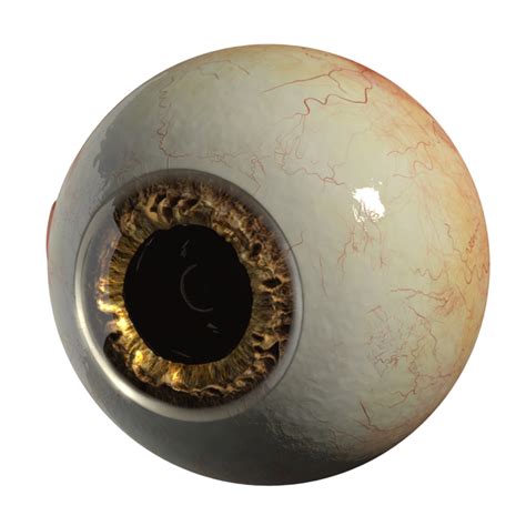 3d Realistic Eyeball Eyes