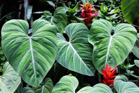 9 Indoor And Outdoor House Plants Poisonous To Your Pet