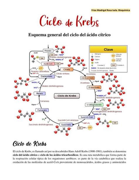 Ciclo De Krebs Bioquimica Metabolismo Udocz En 2021 Bioquimica Images