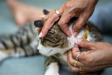 Fleas On Cats How To Identify And Treat Them Great Pet Care