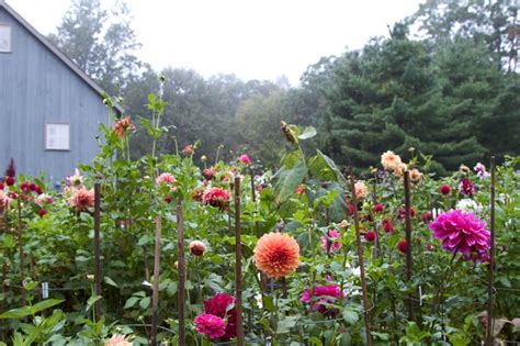 Growing Dahlias Planting And Caring For Dahlia Flowers Garden Design