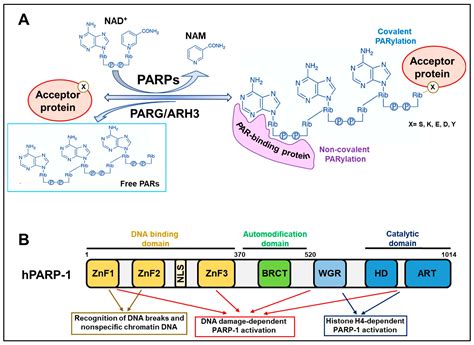 Cancers Free Full Text Epigenetic Insights On Parp 1 Activity In