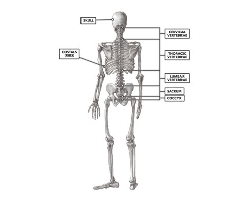 Invoking a save() method on a model will asynchronously. CrossFit | Basic Structure of the Vertebrae